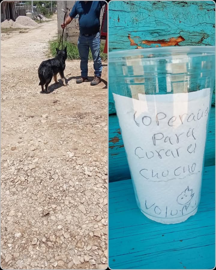 Quiero agradecer a los jóvenes transportistas de la ruta Maravilla – Unich por denunciar y pedir el auxilio para una perrita que estaba siendo maltratada en la zona norte, que seres sin corazón tenían abandonada y amarrada con un alambre que le lastimo profundamente el cuello