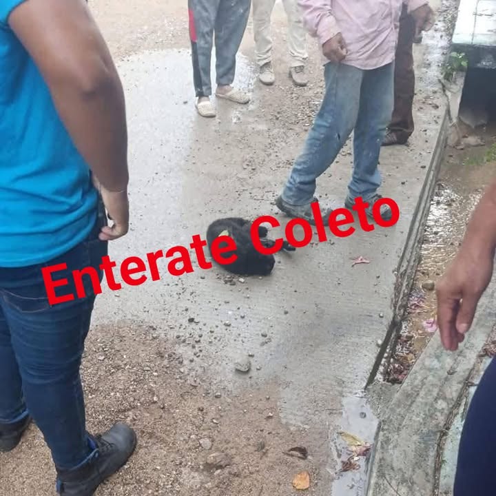 #EnterateColeto #Compartir #Tuxtla 

Un changuito que jugaba cerca de cables de alta tensión, se electrocutó en la Colonia Arrollo Grande en la capital chiapaneca
