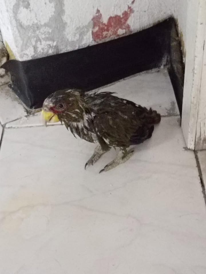 #EnterateColeto 
Un perico se resguardó en una oficina en Tuxtla ante la fuerte lluvia de esta tarde 

Los empleados le dieron un mango 🥭  para que comiera y se secara